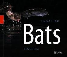 Bats