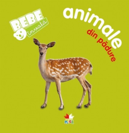 Bebe învață: Animale din pădure