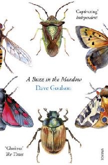 Buzz in the Meadow