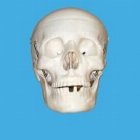 Craniu de marime naturala, din 3 parti