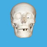 Craniu de marime naturala, din 3 parti