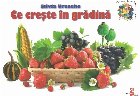 Cunosc lumea pas cu pas. Ce creste in gradina