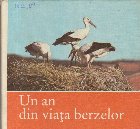 Un an din viata berzelor