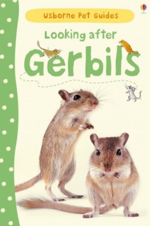 Looking after gerbils