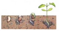 MULAJ GERMINATIA FASOLII
