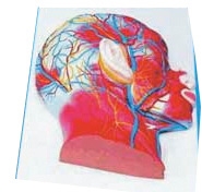 MULAJ MODEL CAP, SECTIUNE MEDIANA, PE PLACA DE SUPORT