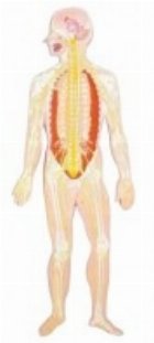 MULAJ SISTEMUL OSOS SI NERVOS, BASORELIEF