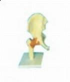 MULAJ SOLD. SISTEMUL OSOS CU ARTICULATIE SI LIGAMENTE