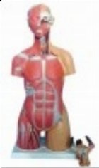 MULAJ TORSUL UMAN (MARIME NATURALA, DE LUX), 85 CM. STRUCTURA SI COMPONENTE, 28 PARTI, UNISEX.