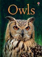 Owls