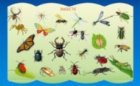 Plansa Insecte