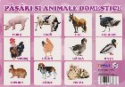 Plansa pasari animale domestice