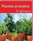 PLANTELE AROMATICE GHIVECE