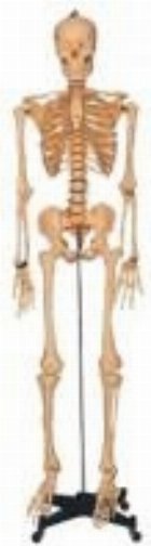 Schelet standard, 168cm, pe stativ