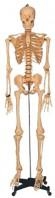 Schelet standard, 168cm, pe stativ