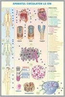 Sistemul circulator la om / Evolutia sistemului circulator la animale  DUO (fata-verso)