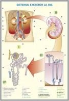 Sistemul excretor la om / Evoluţia sistemului excretor la animale DUO (faţă-verso)