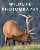Wildlife Photography