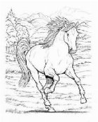 Wonderful World Horses Coloring Book